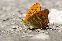 Kaisermantel -  (Argynnis paphia) , Mineralstoffe saugend