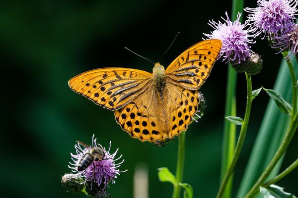 Kaisermantel (Argynnis paphia) und Biene (Apis mellifera)