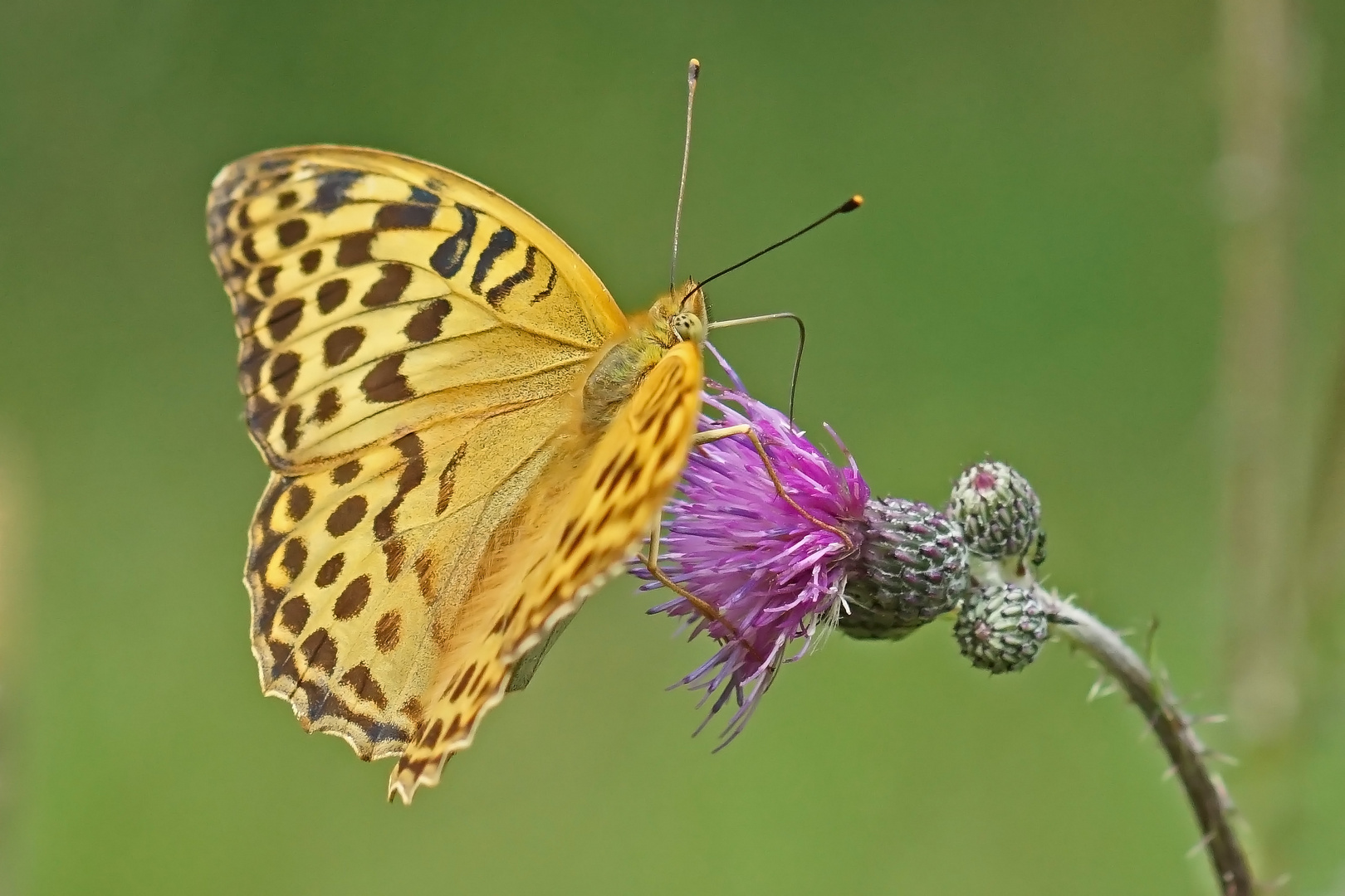 Kaisermantel (Argynnis paphia), Weibchen