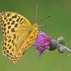 Kaisermantel (Argynnis paphia), Weibchen