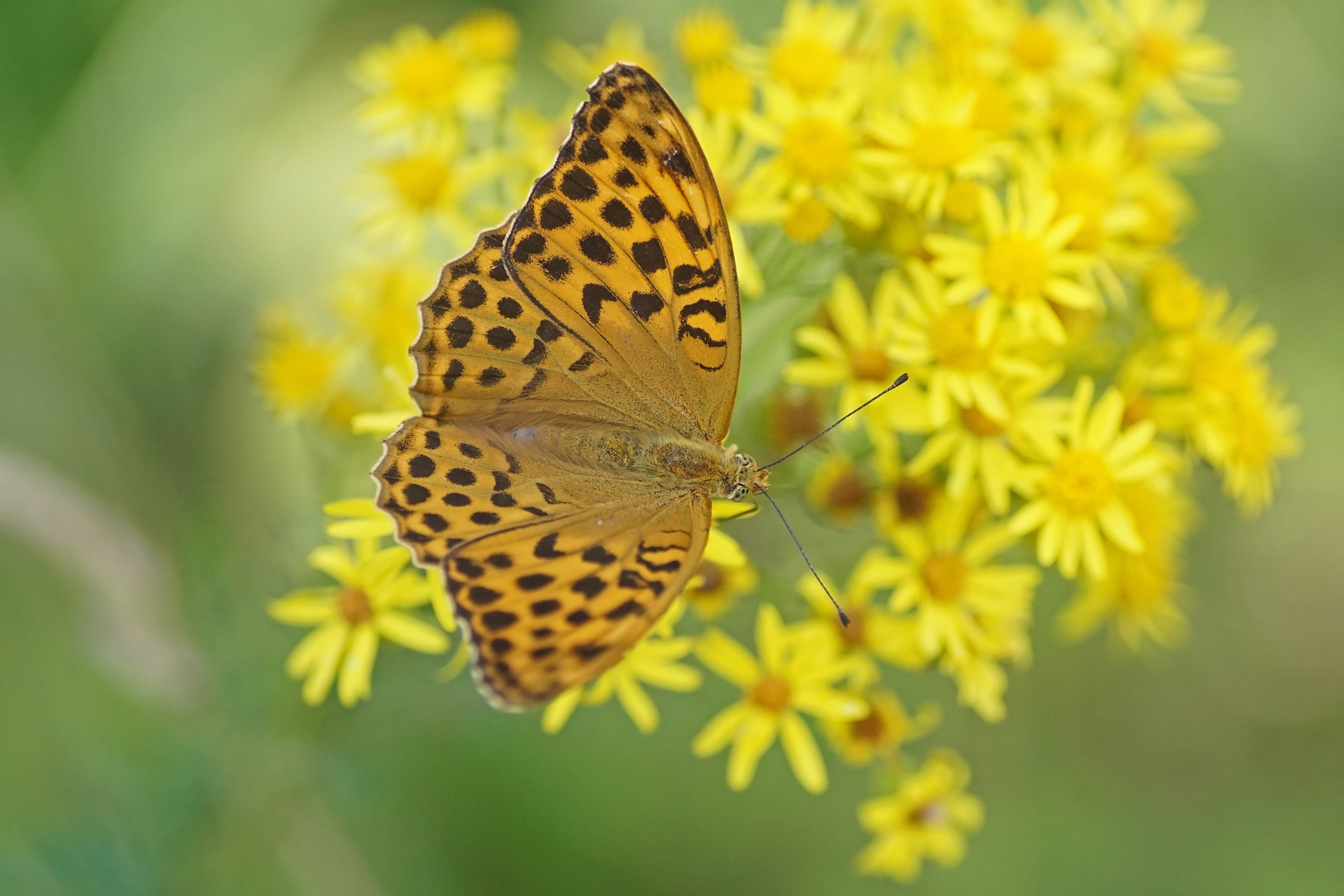 Kaisermantel (Argynnis paphia), Weibchen