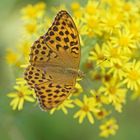 Kaisermantel (Argynnis paphia), Weibchen