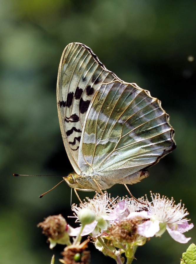 Kaisermantel (Argynnis paphia), Weibchen