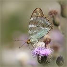 Kaisermantel (Argynnis paphia) - Weibchen.