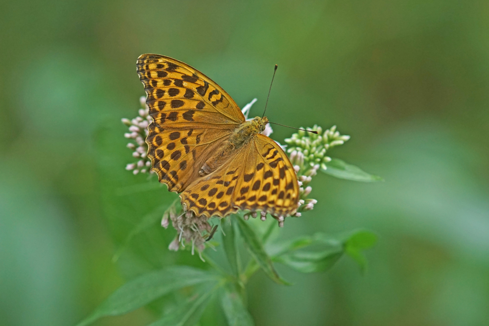 Kaisermantel (Argynnis paphia), Weibchen