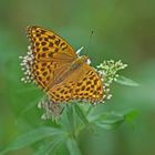 Kaisermantel (Argynnis paphia), Weibchen