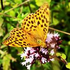 Kaisermantel (Argynnis paphia) Weibchen auf Dost