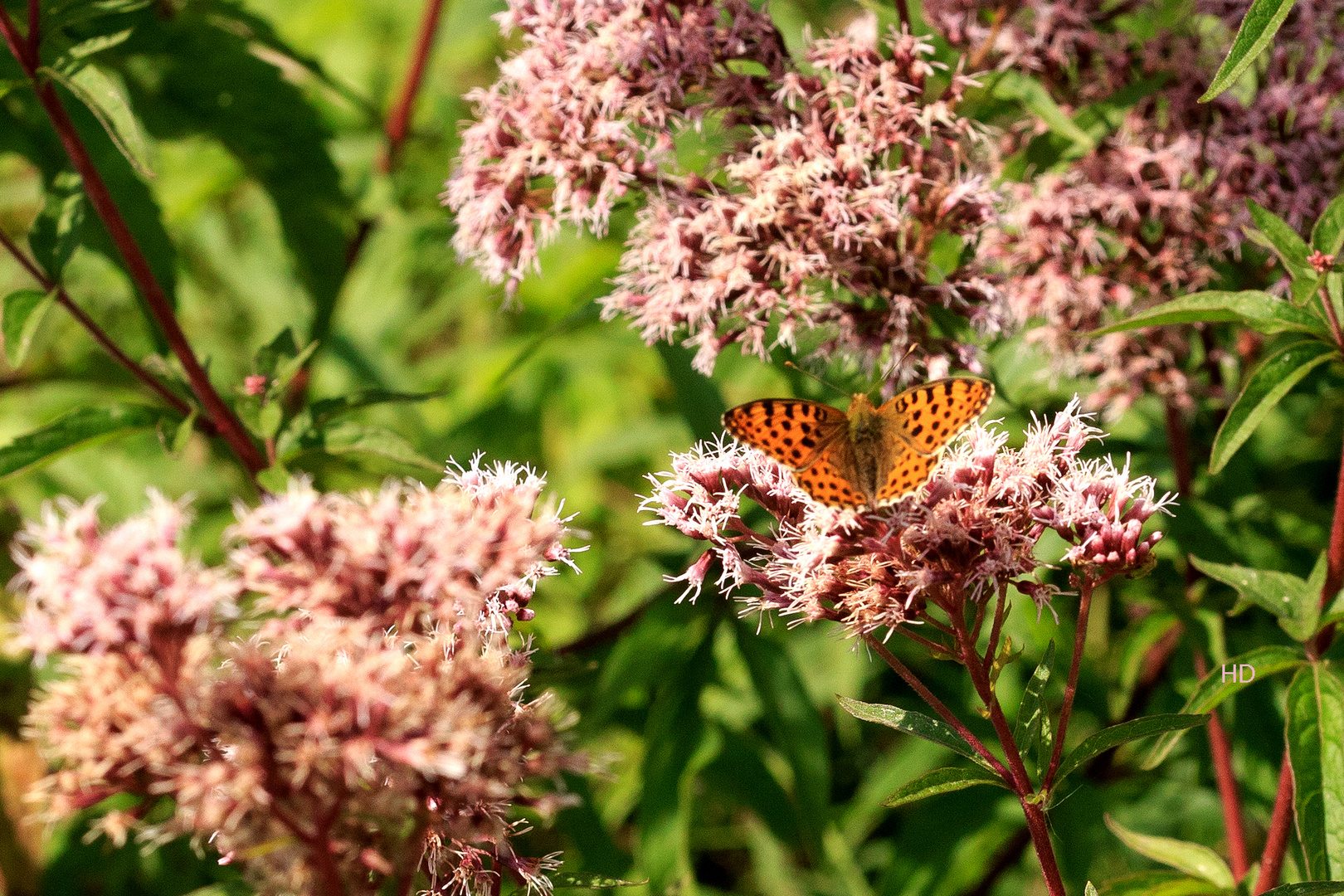 Kaisermantel (Argynnis paphia) Weibchen