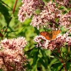 Kaisermantel (Argynnis paphia) Weibchen