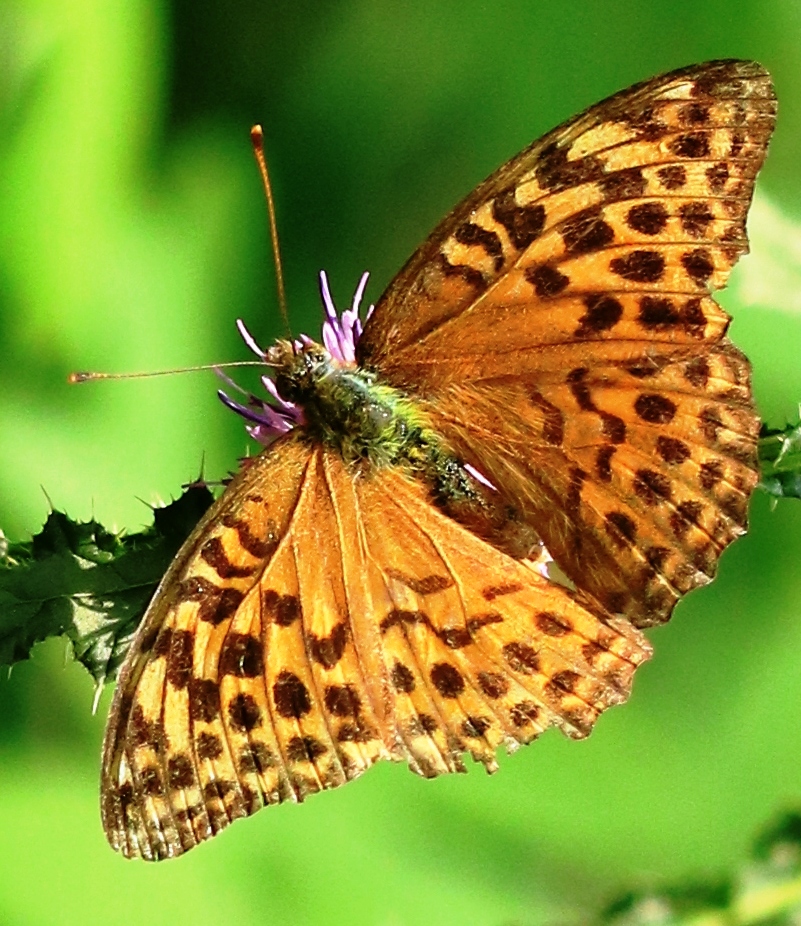 Kaisermantel (Argynnis paphia), Weibchen