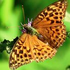 Kaisermantel (Argynnis paphia), Weibchen