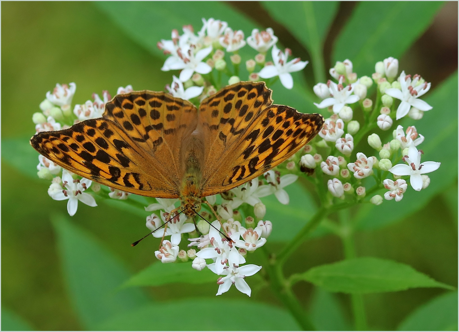 Kaisermantel (Argynnis paphia) - Weibchen.