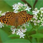 Kaisermantel (Argynnis paphia) - Weibchen.