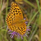 Kaisermantel (Argynnis paphia), Weibchen