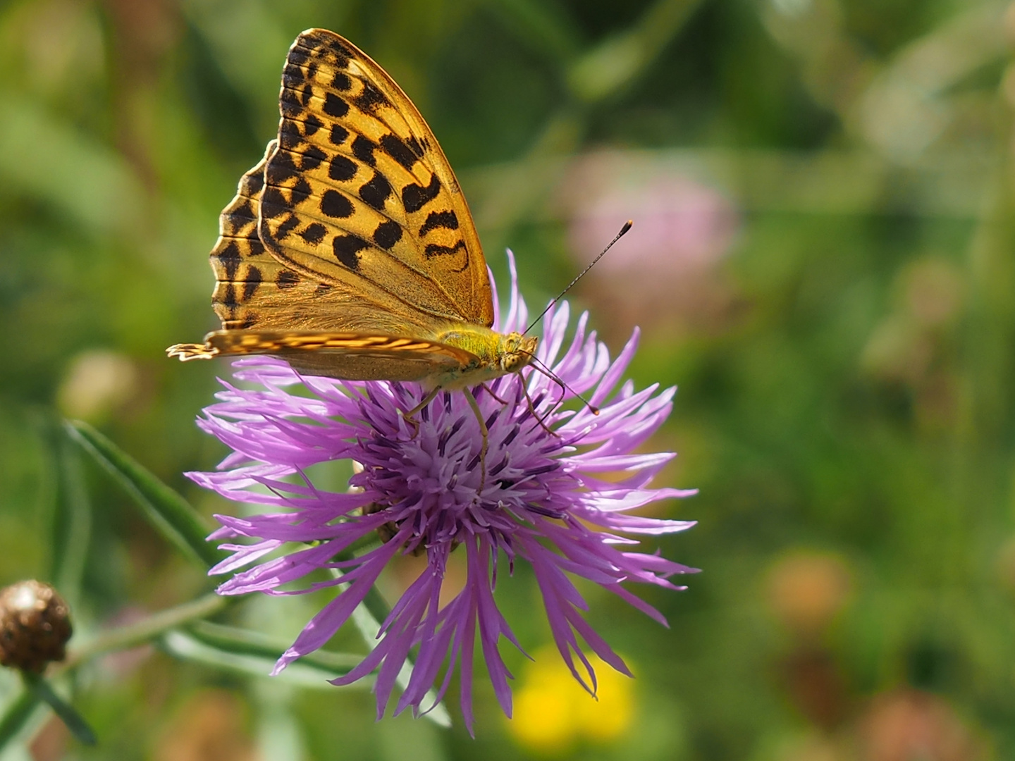 Kaisermantel (Argynnis paphia) weibl.