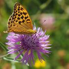 Kaisermantel (Argynnis paphia) weibl.