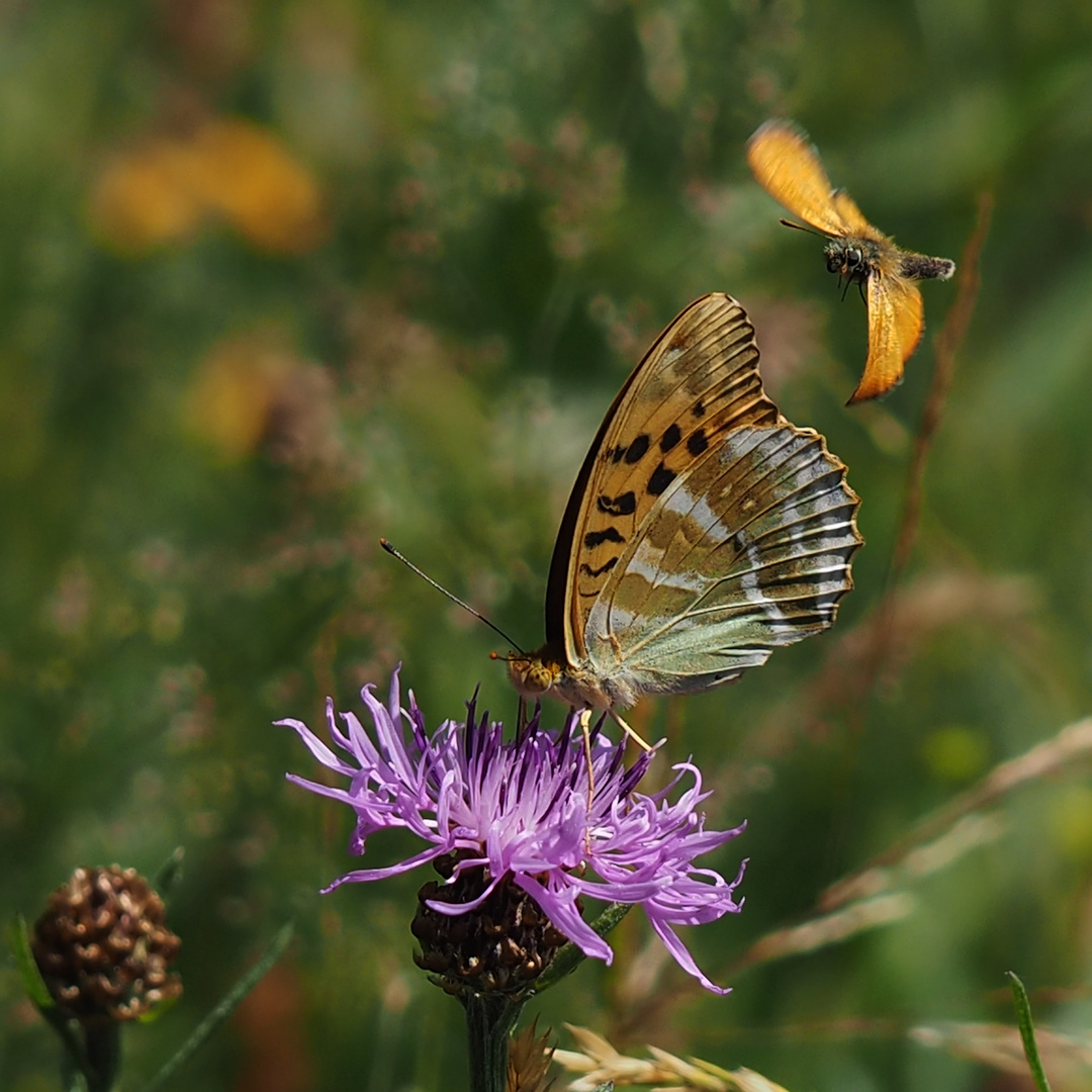 Kaisermantel (Argynnis paphia) weibl. und Dickkopffalter