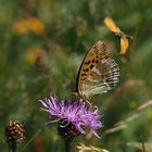 Kaisermantel (Argynnis paphia) weibl. und Dickkopffalter