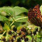 Kaisermantel auf Brombeer