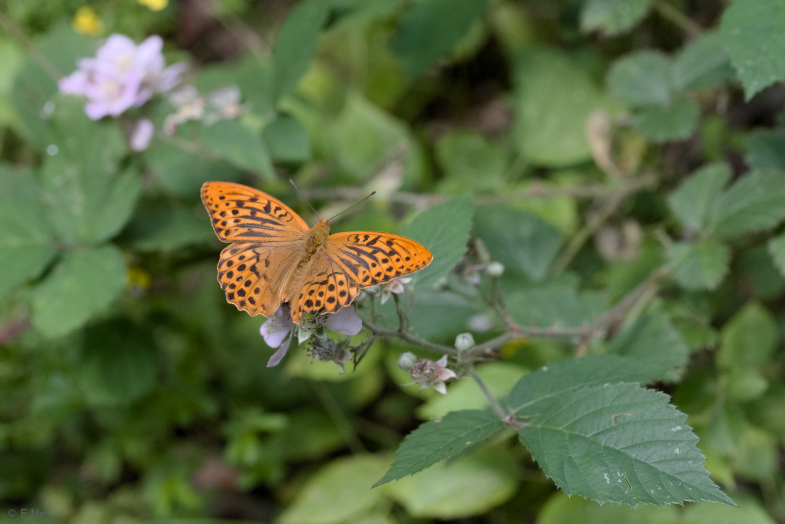 Kaisermantel auf Brombeerblüte