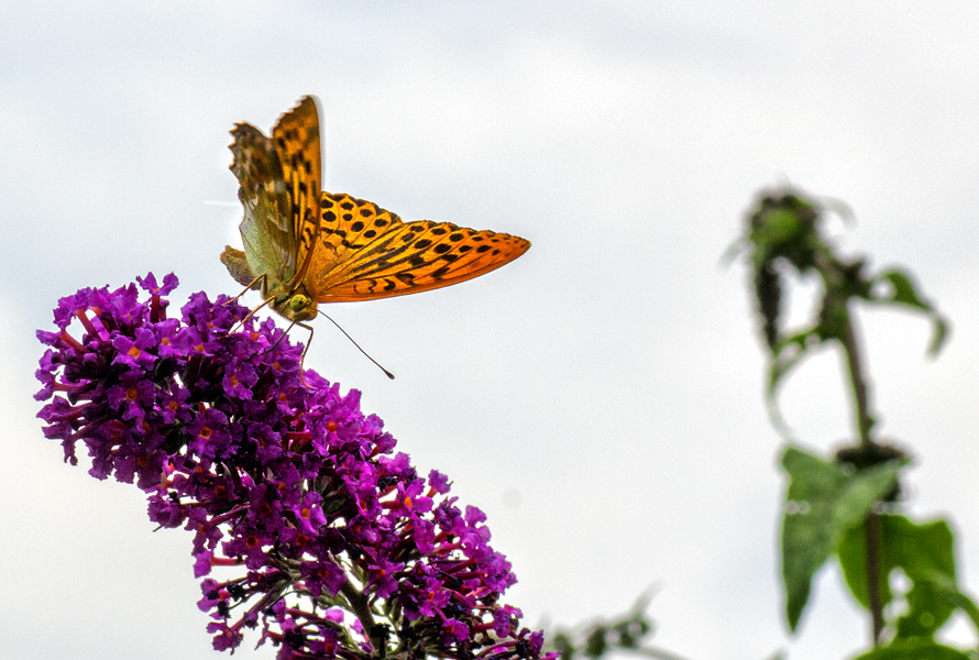 Kaisermantel auf Buddleja