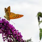 Kaisermantel auf Buddleja