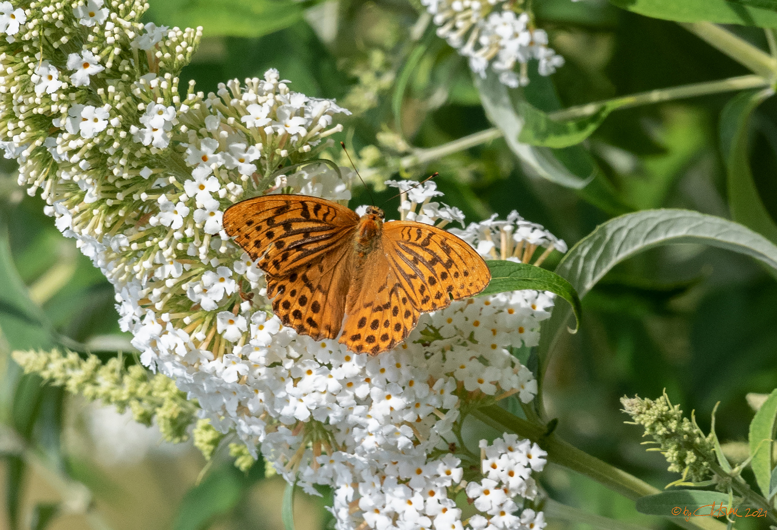 Kaisermantel auf Buddleja