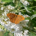 Kaisermantel auf Buddleja