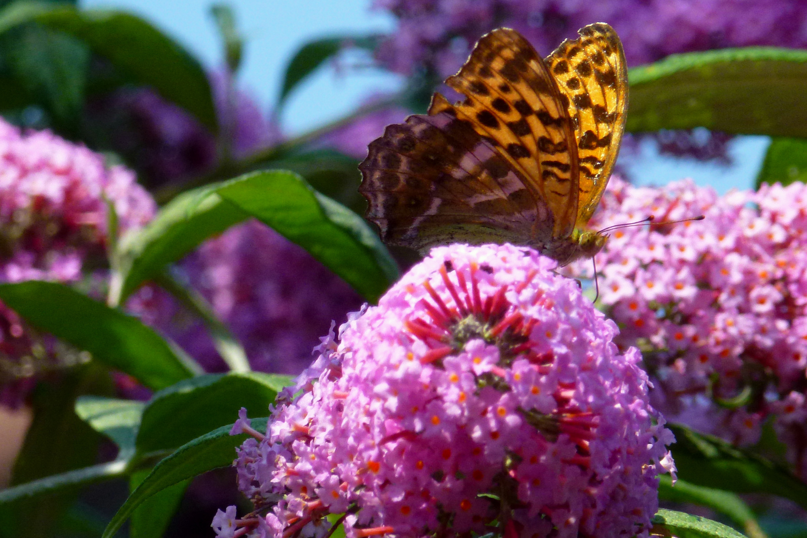 Kaisermantel auf dem Sommerflieder 2015