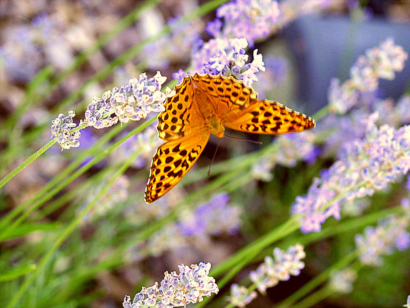 Kaisermantel auf Lavendel