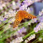 Kaisermantel auf Lavendel