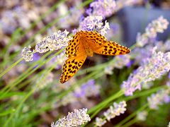 Kaisermantel auf Lavendel