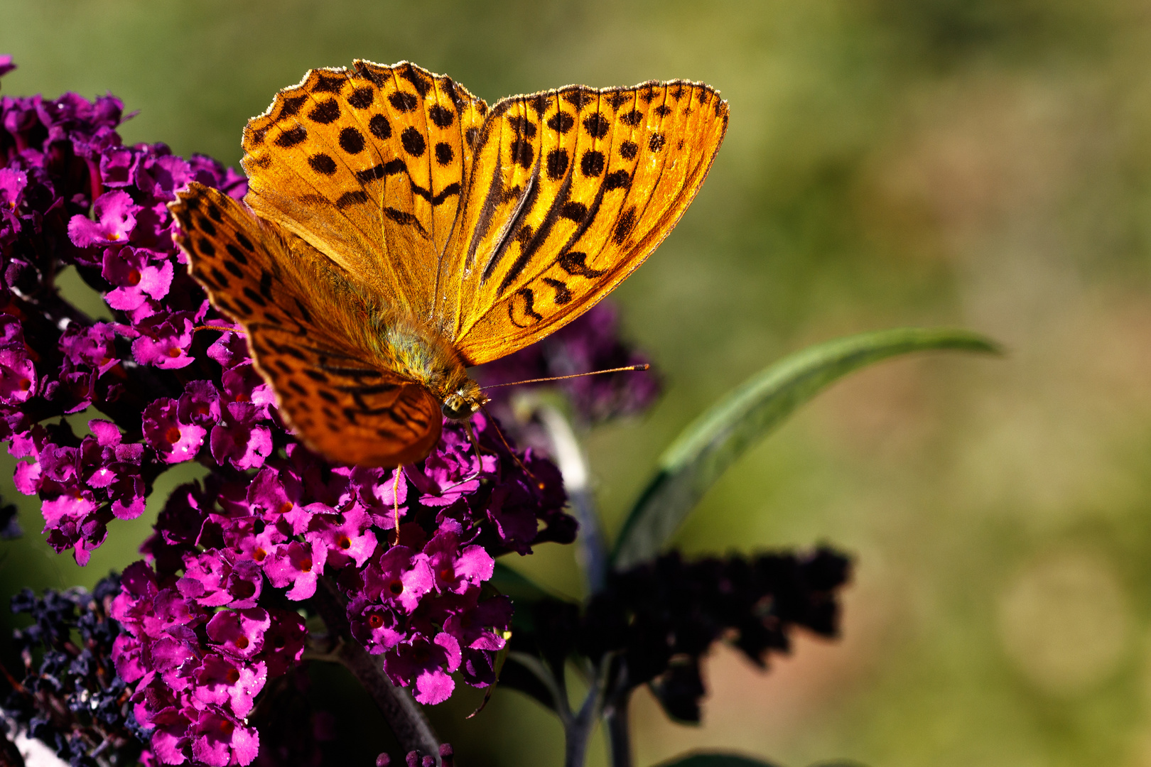 Kaisermantel auf Schmetterlingsflieder