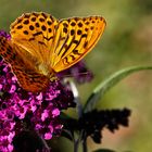 Kaisermantel auf Schmetterlingsflieder