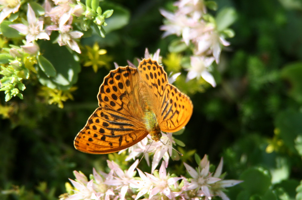 "Kaisermantel auf Sedum"