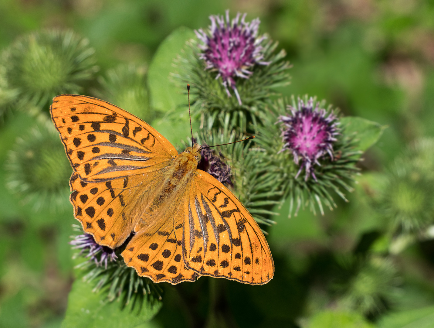 Kaisermantel auf seiner Lieblingsblüte