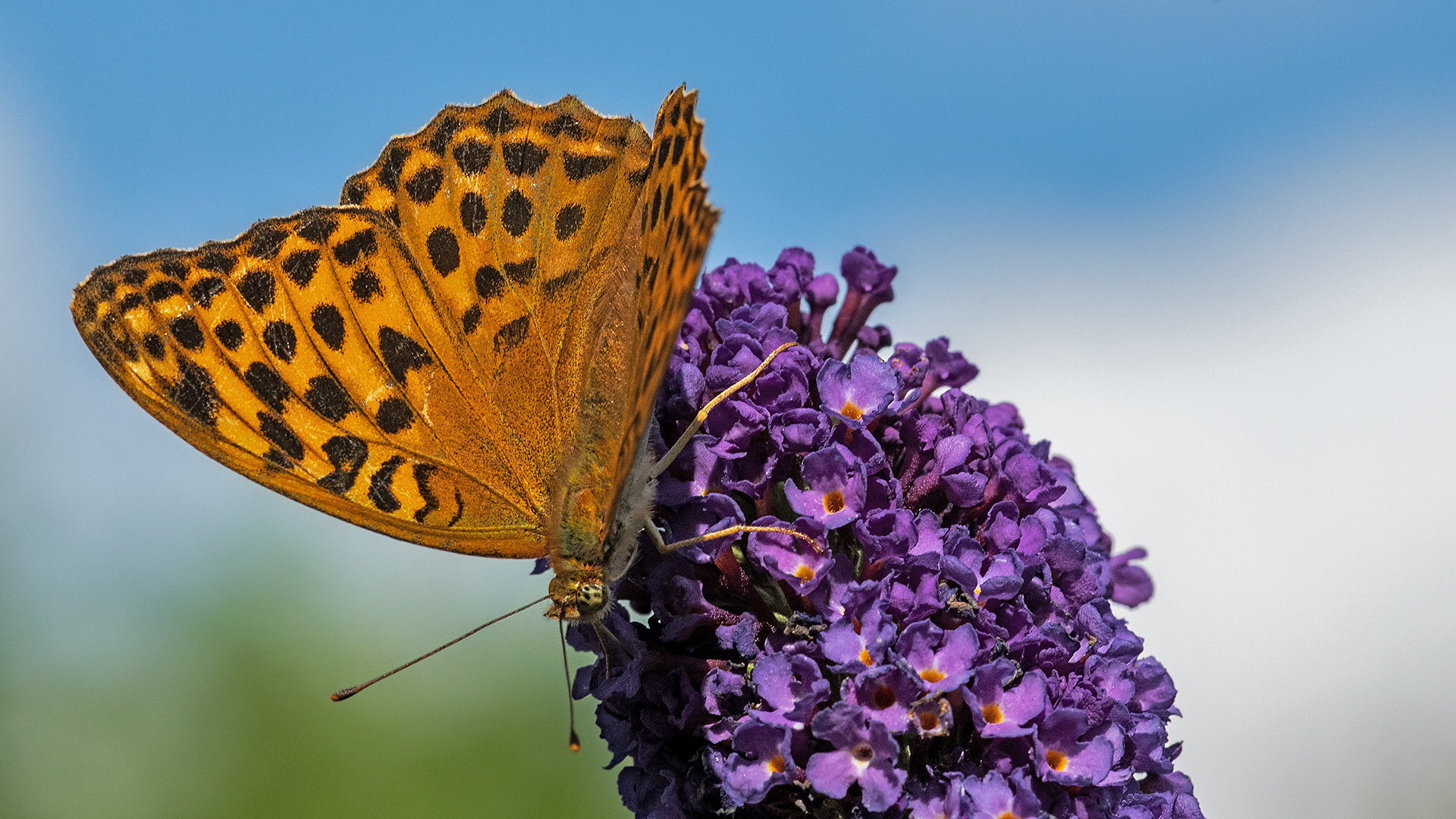 Kaisermantel auf Sommerflieder 001