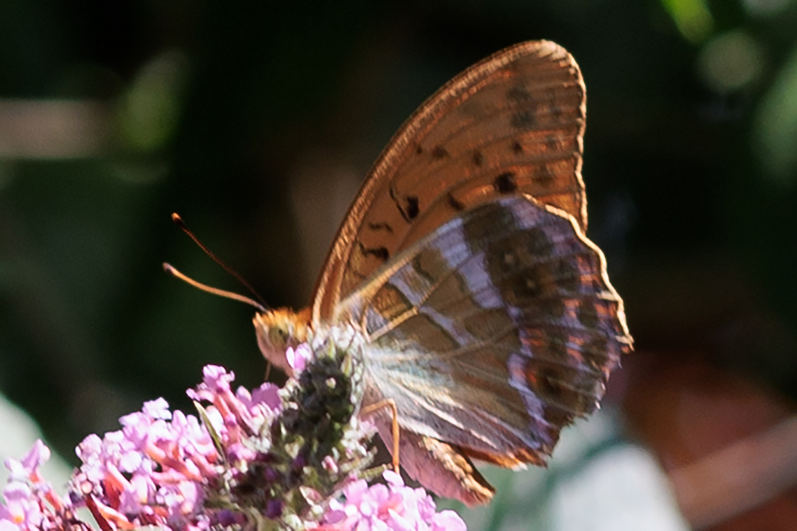 Kaisermantel auf Sommerflieder