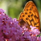 Kaisermantel auf Sommerflieder