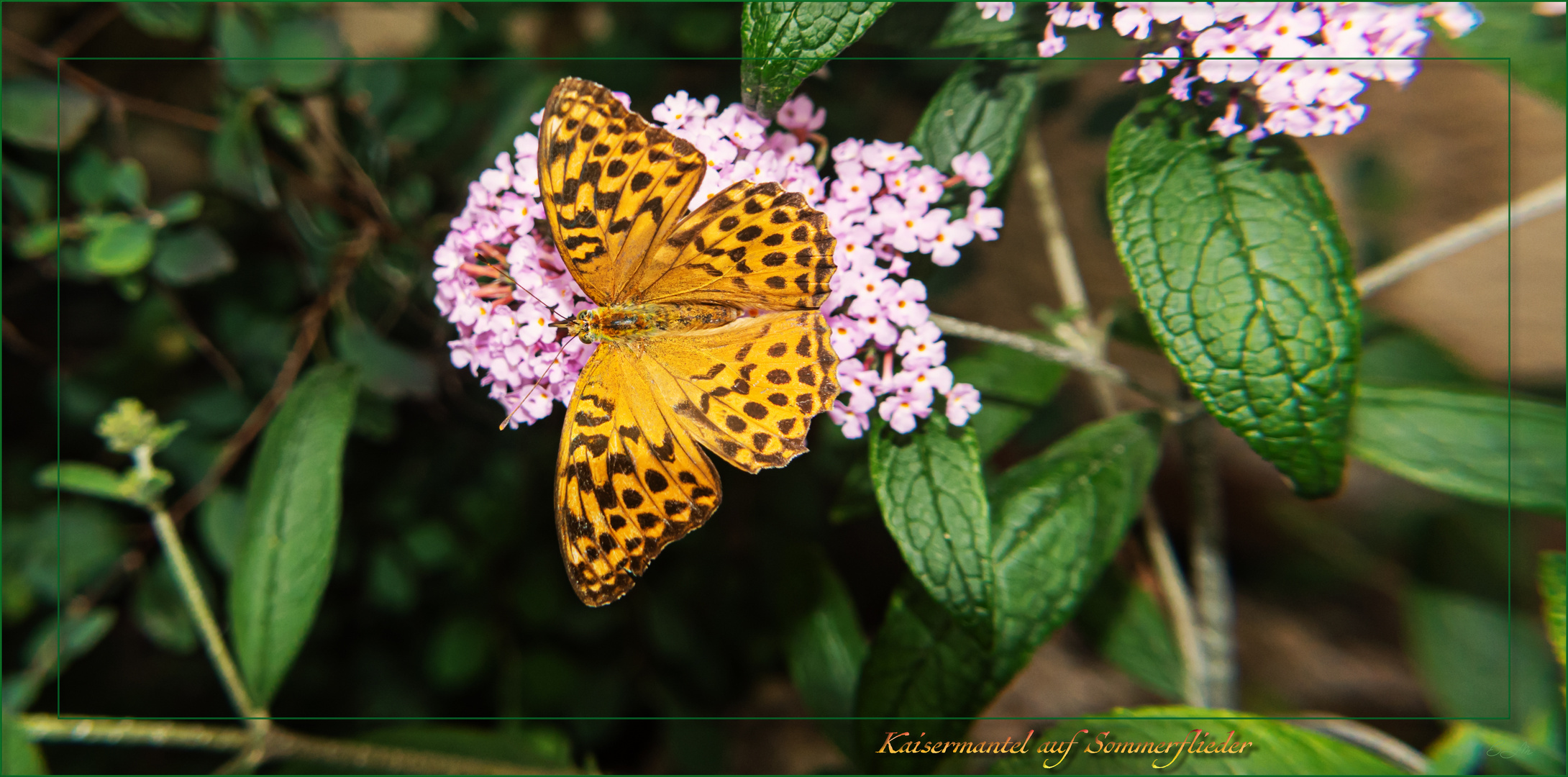  Kaisermantel auf Sommerflieder