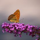 Kaisermantel auf Sommerflieder