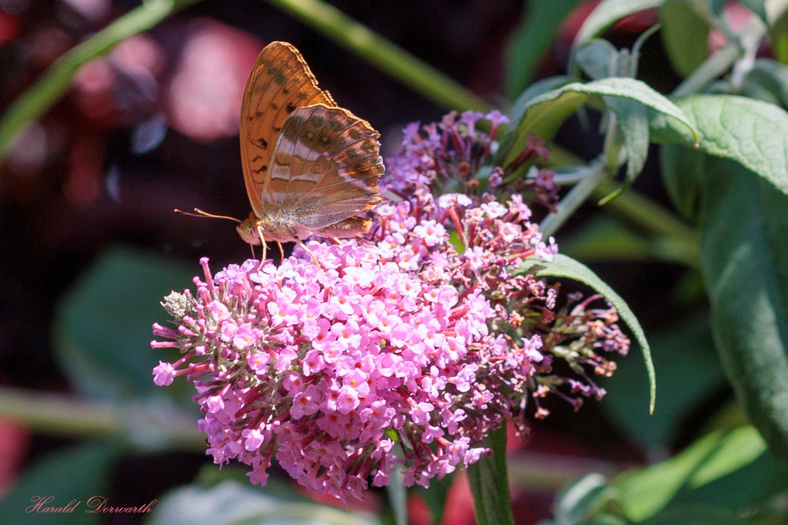 Kaisermantel auf Sommerflieder