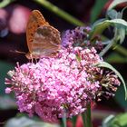 Kaisermantel auf Sommerflieder