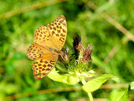 Kaisermantel im Herbst des Lebens ...