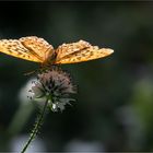 Kaisermantel im Spätsommer