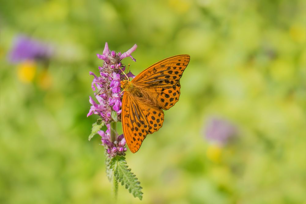 Kaisermantel in einer Blumenwiese