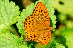 Kaisermantel, Männchen (Argynnis paphia)