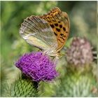 Kaisermantel-Männchen -Argynnis paphia