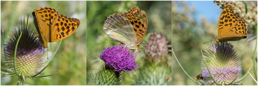 Kaisermantel-Männchen -Argynnis paphia