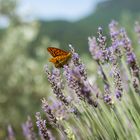 Kaisermantel-Männchen auf Lavendel